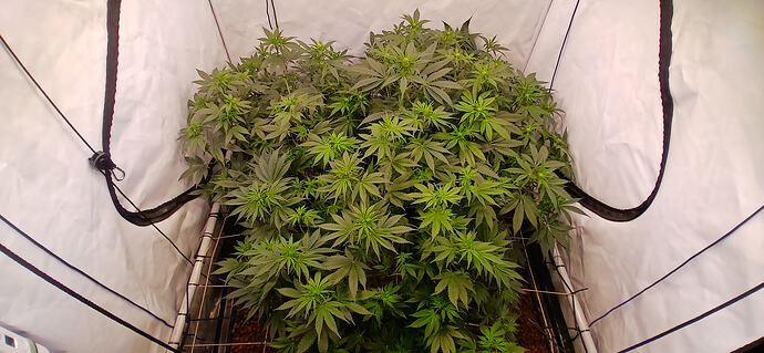 Growreport Bild 12