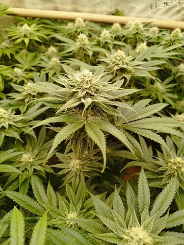 Growreport Bild 2