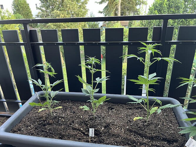 Growreport Bild 1