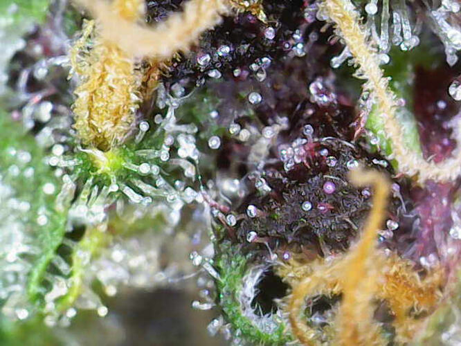 Growreport Bild 3