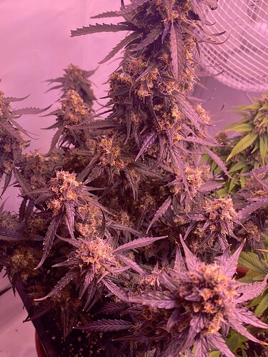 Growreport Bild 14