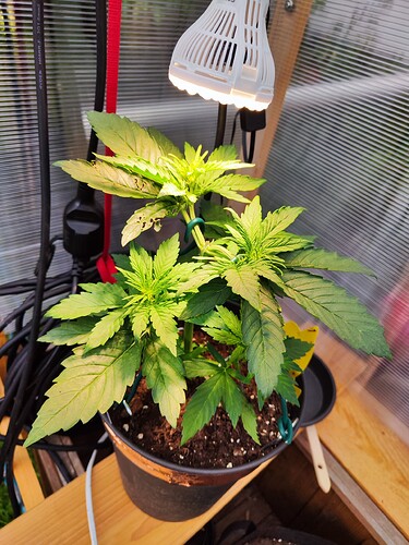 Growreport Bild 1