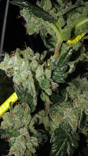 Growreport Bild 3