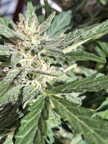 Growreport Bild 121