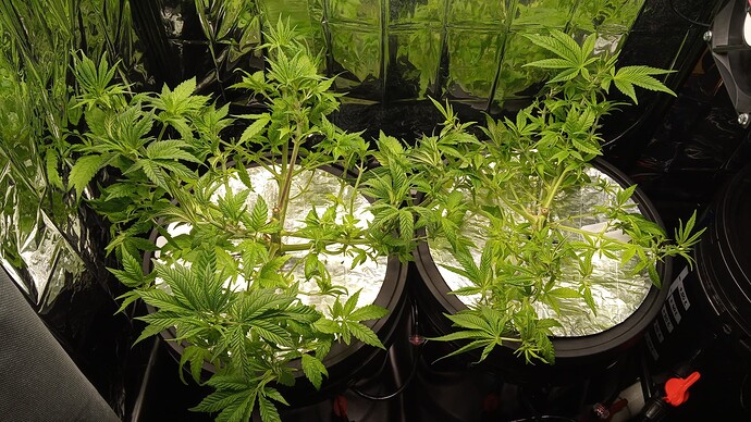 Growreport Bild 6