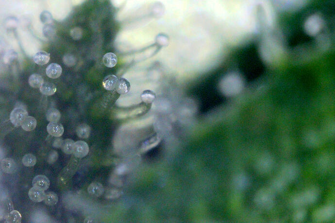 trichome_maui_6