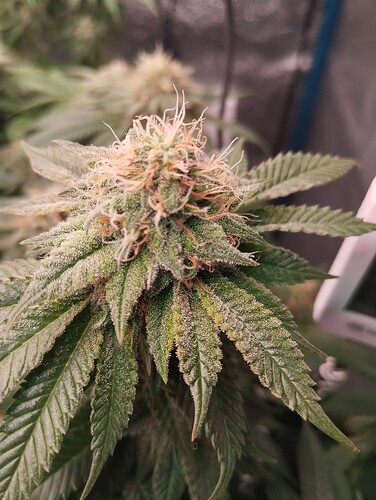 IMG_20250222_204923 - Kopie