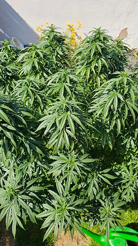 Growreport Bild 2