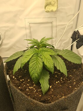 Growreport Bild 8