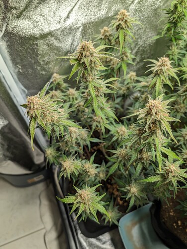 Growreport Bild 4
