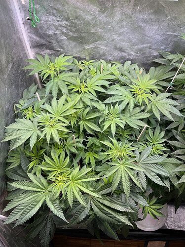 Growreport Bild 3