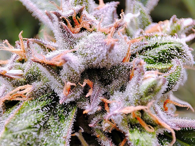Growreport Bild 17
