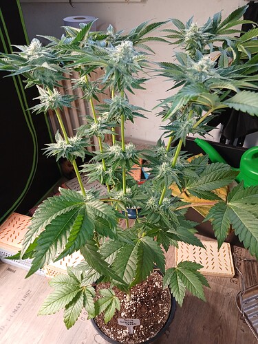 Growreport Bild 2