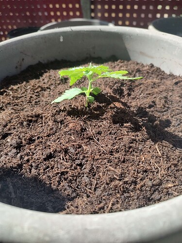 Growreport Bild 3