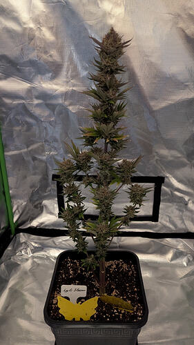 Growreport Bild 2