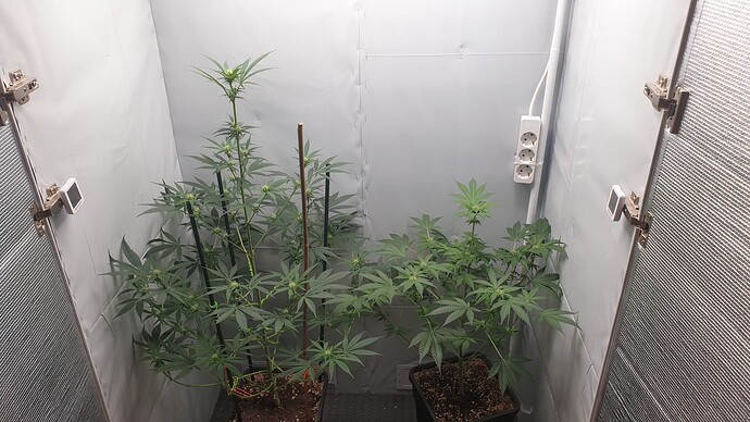 Growreport Bild 1