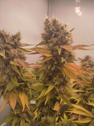 Growreport Bild 37