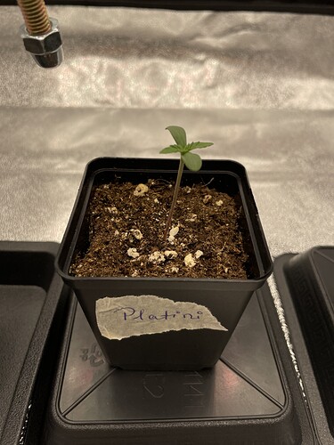 Growreport Bild 9