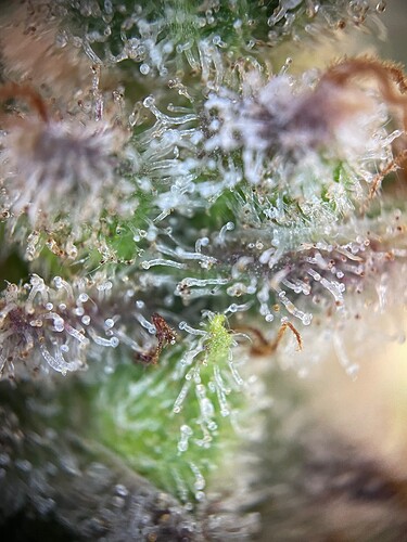 Growreport Bild 7