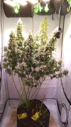 Growreport Bild 9