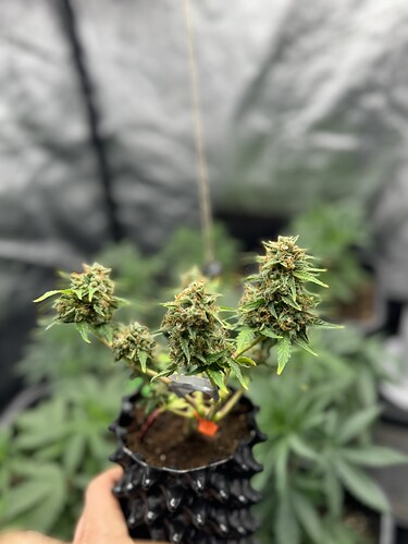Growreport Bild 5