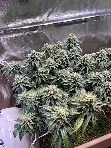 Growreport Bild 6