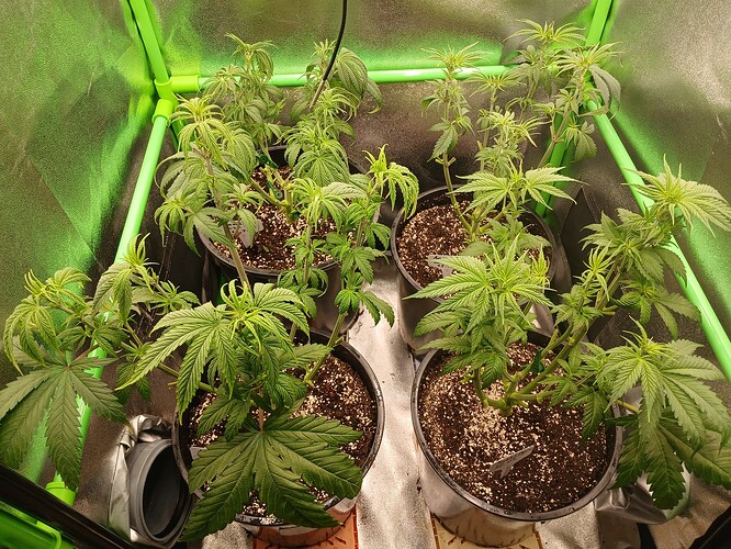 Growreport Bild 20