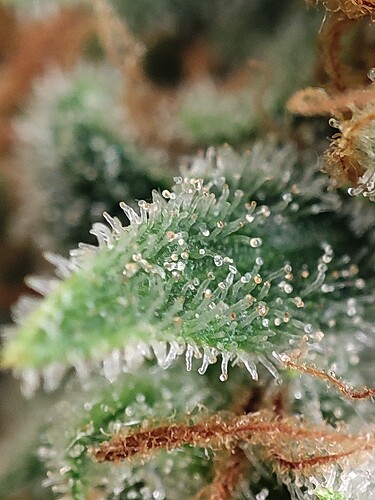Growreport Bild 93