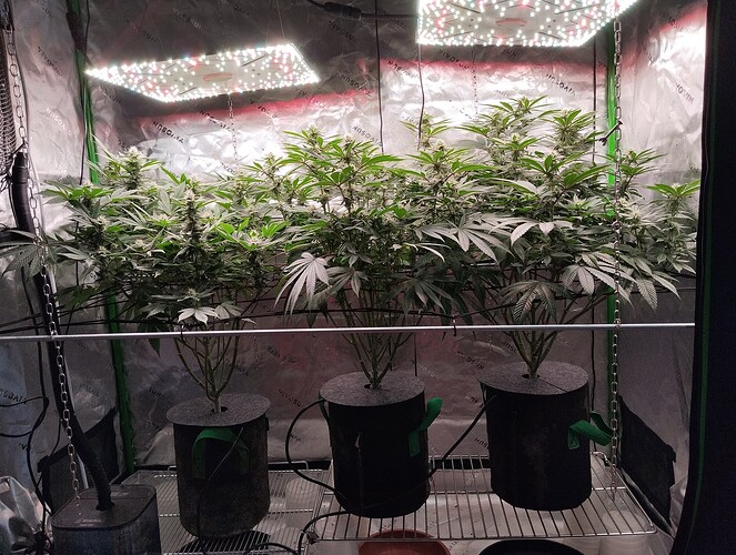 Growreport Bild 3