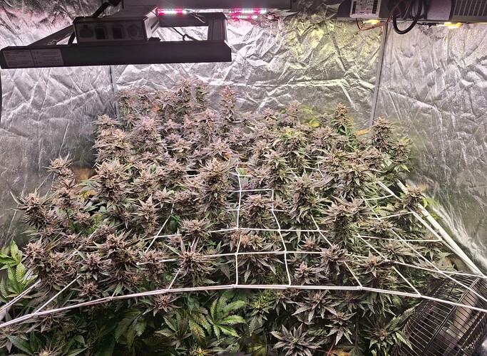 Growreport Bild 1