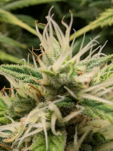 Growreport Bild 1