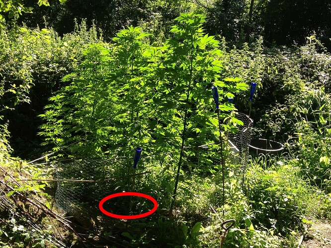 2020-07-31_Grow20200731_2