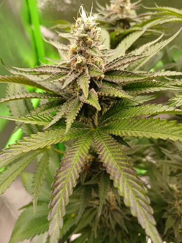 Growreport Bild 14