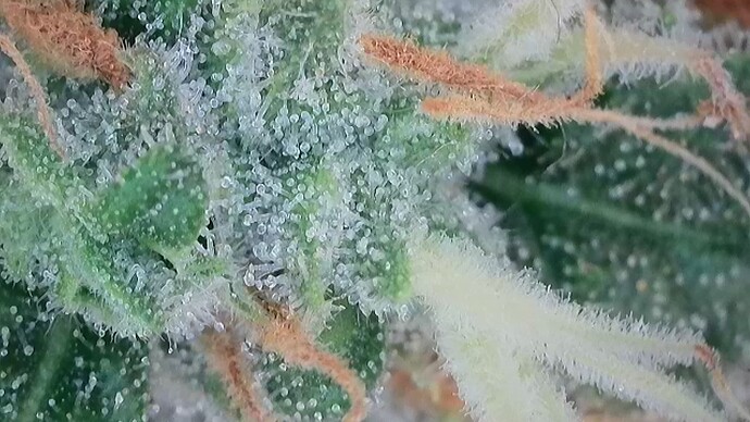 Growreport Bild 16