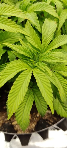 Growreport Bild 9