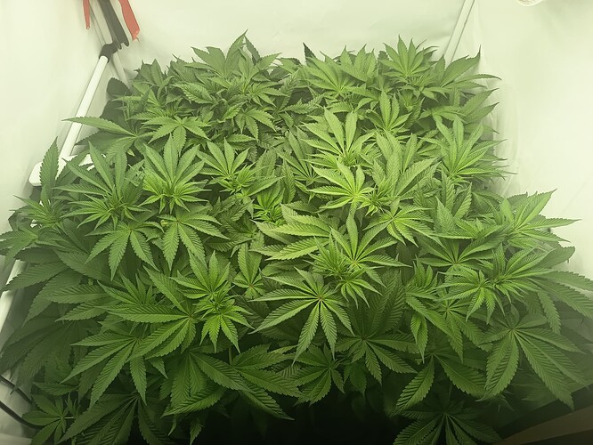 Growreport Bild 11