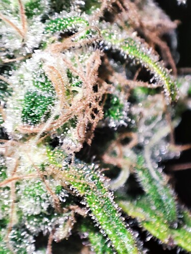 Growreport Bild 52