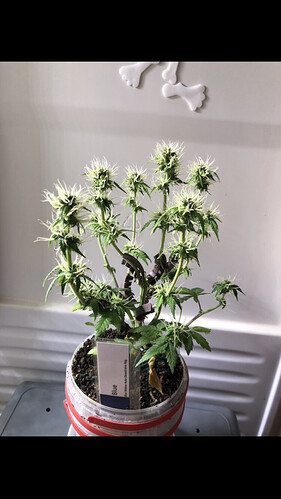 Growreport Bild 27