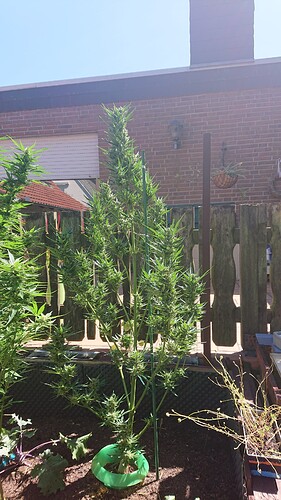 Growreport Bild 2