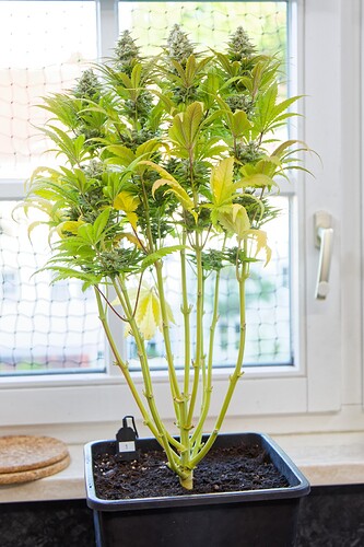 Growreport Bild 2