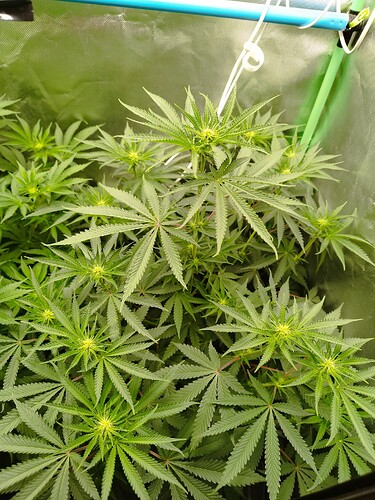 Growreport Bild 4