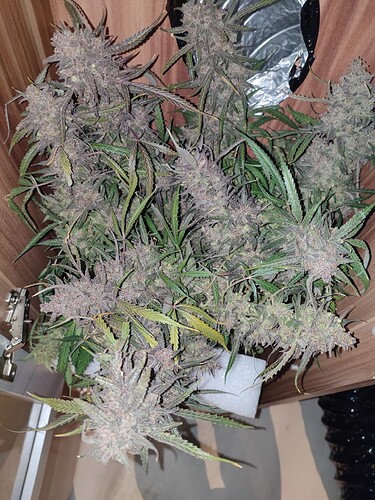 Growreport Bild 16
