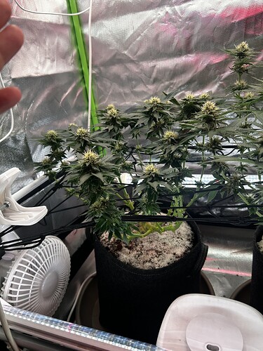 Growreport Bild 13