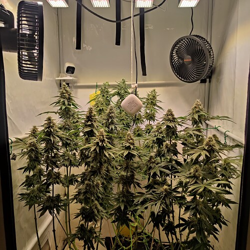 Growreport Bild 15