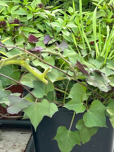 Growreport Bild 26
