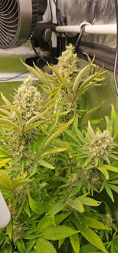 Growreport Bild 37