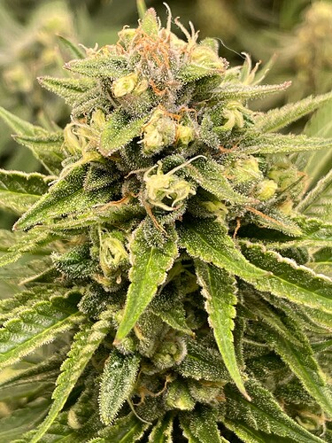 Growreport Bild 38