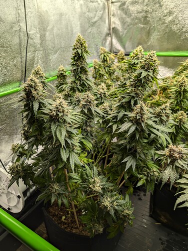 Growreport Bild 20