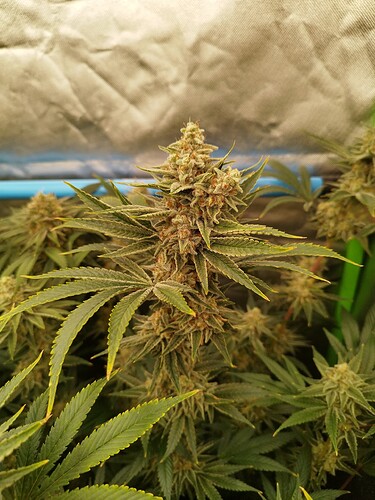 Growreport Bild 20