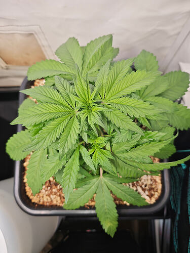 Growreport Bild 39